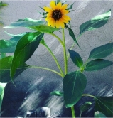 girasole